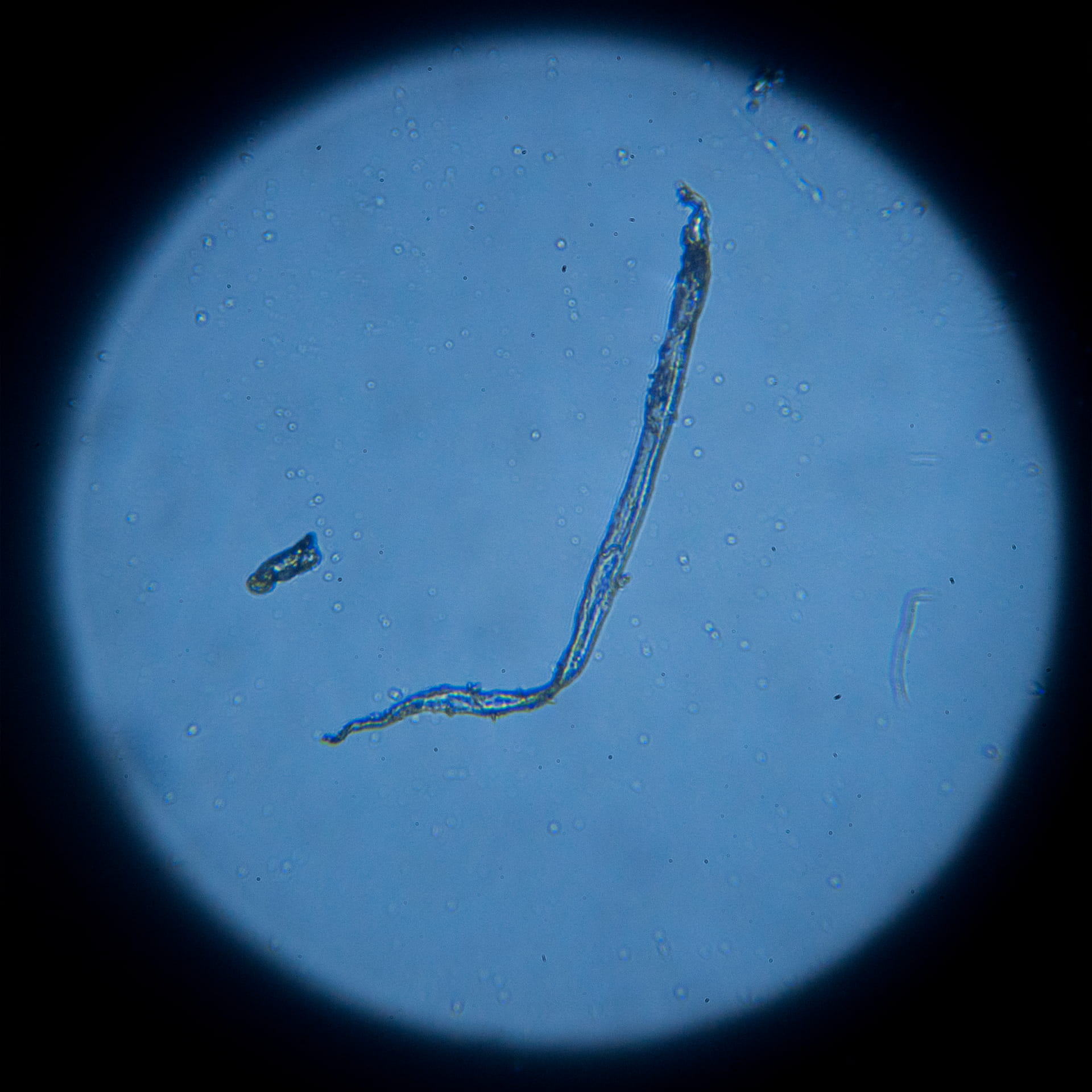 SQ 13