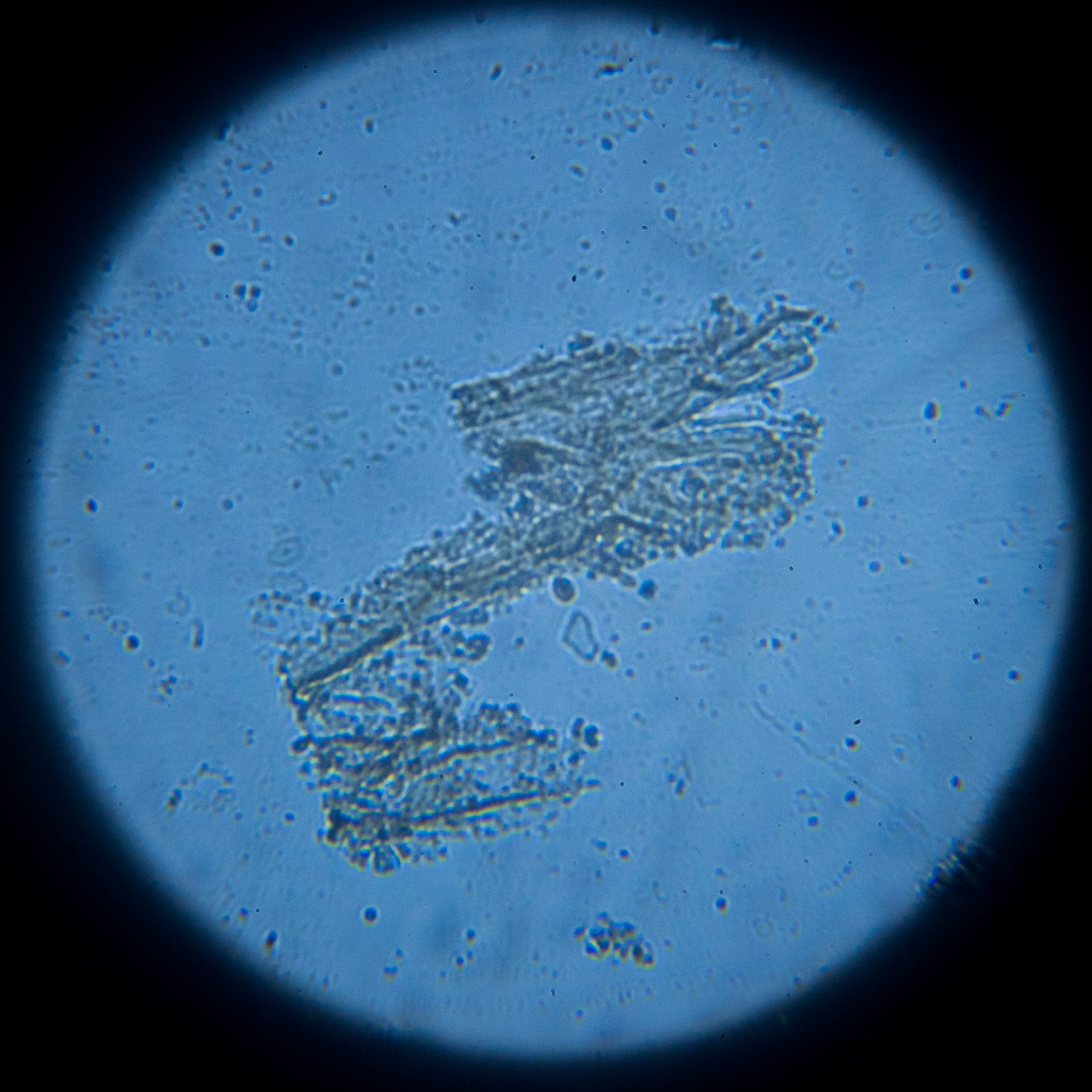 SQ 14